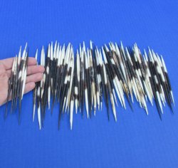 B-Grade 100 Semi-Cleaned African Porcupine Quills 3 to 5 inches - $35/lot