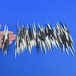 B-Grade 100 Semi-Cleaned African Porcupine Quills 3 to 5 inches - $35/lot