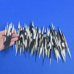 B-Grade 100 Semi-Cleaned African Porcupine Quills 3 to 5 inches - $35/lot