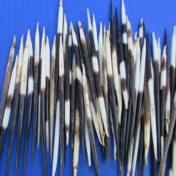 B-Grade 100 Semi-Cleaned African Porcupine Quills 3 to 5 inches - $35/lot