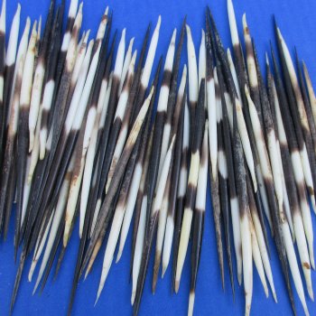 B-Grade 100 Semi-Cleaned African Porcupine Quills 3 to 5 inches - $35/lot