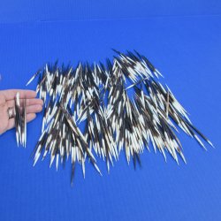 B-Grade 300 Semi-Cleaned African Porcupine Quills 2 to 3 inches - $60/lot