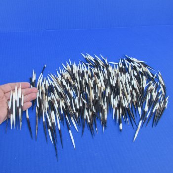B-Grade 300 Semi-Cleaned African Porcupine Quills 2 to 3 inches - $60/lot