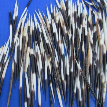 B-Grade 300 Semi-Cleaned African Porcupine Quills 2 to 3 inches - $60/lot