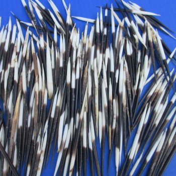 B-Grade 300 Semi-Cleaned African Porcupine Quills 2 to 3 inches - $60/lot