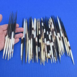 B-Grade 50 Semi-Cleaned Thick African Porcupine Quills 6 to 7 inches - $20/lot