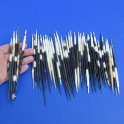B-Grade 50 Semi-Cleaned Thick African Porcupine Quills 6 to 7 inches - $20/lot