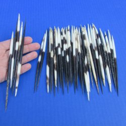 B-Grade 50 Semi-Cleaned Thick African Porcupine Quills 6 to 7 inches - $20/lot