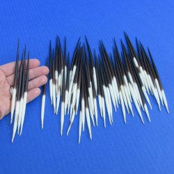 50 Thick African Porcupine Quills 5 to 6 inches - $45