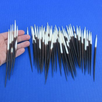 50 Thick African Porcupine Quills 5 to 6 inches - $45