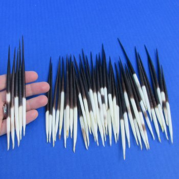 50 Thick African Porcupine Quills 5 to 6 inches - $45
