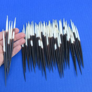 50 Thick African Porcupine Quills 5 to 6 inches - $45