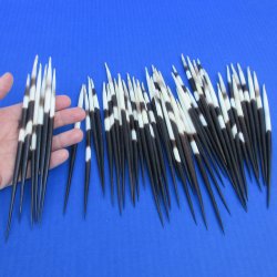 50 Thick African Porcupine Quills 6-1/2 to 7-1/2 inches - $50
