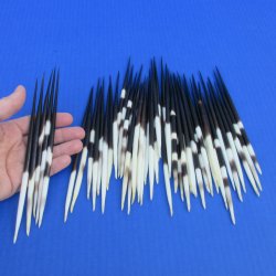 50 Thick African Porcupine Quills 6-1/2 to 7-1/2 inches - $50