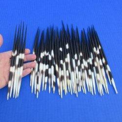 50 Thick African Porcupine Quills 8 to 9 inches - $65