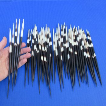 50 Thick African Porcupine Quills 8 to 9 inches - $65
