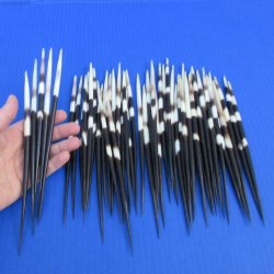 50 Thick African Porcupine Quills 8 to 9 inches - $65