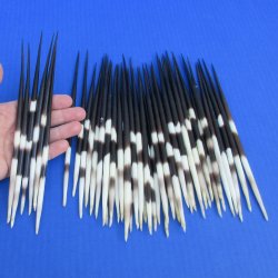 50 Thick African Porcupine Quills 8 to 9 inches - $65