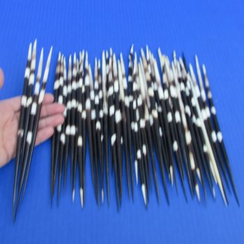 50 Thick African Porcupine Quills 8 to 9-1/2 inches - $65