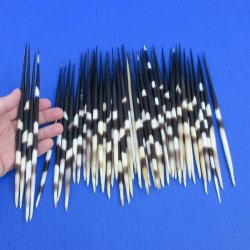 50 Thick African Porcupine Quills 8 to 9 inches - $65