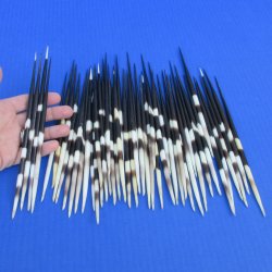 50 Thick African Porcupine Quills 7 to 8 inches - $55