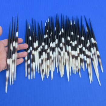 50 Thick African Porcupine Quills 7 to 8 inches - $55