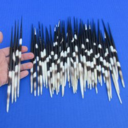 50 Thick African Porcupine Quills 7 to 8 inches - $55