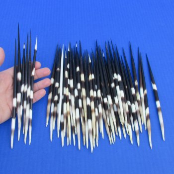50 Thick African Porcupine Quills 7 to 8 inches - $55