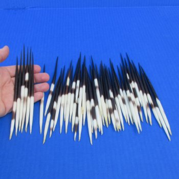 50 Thick African Porcupine Quills 6 to 7 inches - $50