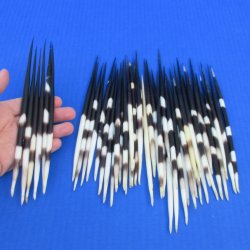 50 Thick African Porcupine Quills 7 to 8 inches - $55