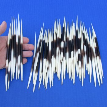 50 Thick African Porcupine Quills 6 to 7 inches - $50