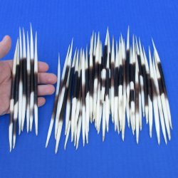 50 Thick African Porcupine Quills 6 to 7 inches - $50