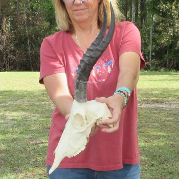 11" Craft-Grade Female Blesbok Skull with 14" Horns - $39
