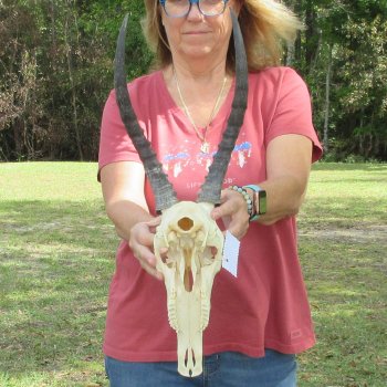 11" Craft-Grade Female Blesbok Skull with 14" Horns - $39