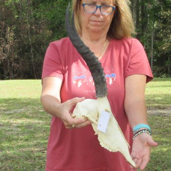 11" Craft-Grade Female Blesbok Skull with 14" Horns - $39