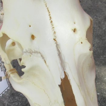 11" Craft-Grade Female Blesbok Skull with 14" Horns - $39