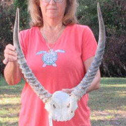Waterbuck Skull Plate with 20" Horns - $95
