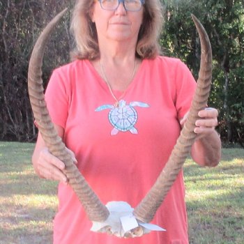B-Grade Waterbuck Skull Plate with 26" Horns - $60