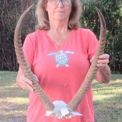 B-Grade Waterbuck Skull Plate with 26" Horns - $60
