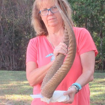B-Grade Waterbuck Skull Plate with 26" Horns - $60