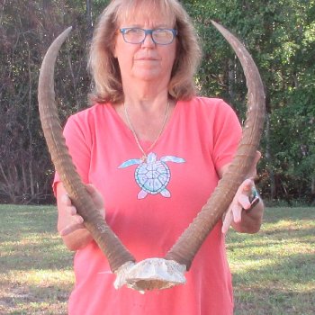 B-Grade Waterbuck Skull Plate with 26" Horns - $60
