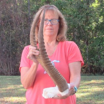 B-Grade Waterbuck Skull Plate with 26" Horns - $60