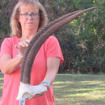 Craft-Grade African Female Sable Skull Plate with 27-1/2 & 28" Horns - $60