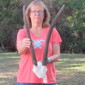 Craft-Grade African Female Sable Skull Plate with 27-1/2 & 28" Horns - $60