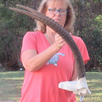 Craft-Grade African Female Sable Skull Plate with 27-1/2 & 28" Horns - $60