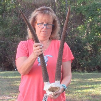 Craft-Grade African Female Sable Skull Plate with 27-1/2 & 28" Horns - $60