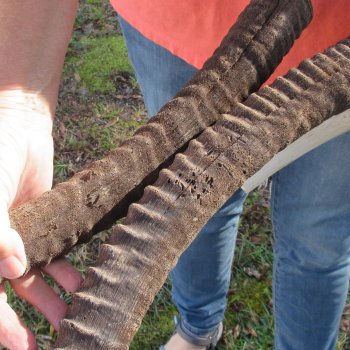Craft-Grade African Female Sable Skull Plate with 27-1/2 & 28" Horns - $60