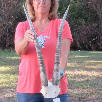 B-Grade African Female Sable Skull Plate with 27" Horns - $70