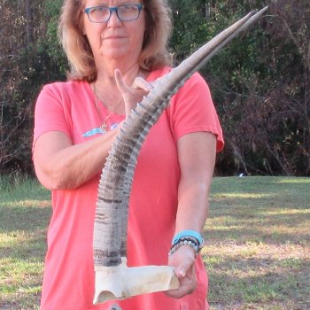 B-Grade African Female Sable Skull Plate with 27" Horns - $70