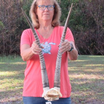 B-Grade African Female Sable Skull Plate with 27" Horns - $70